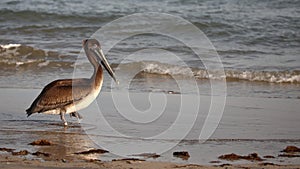Banded Immature Brown Pelican Wading in the Surf