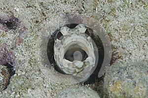 Banded Jawfish