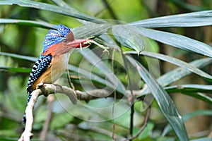 Banded Kingfisher