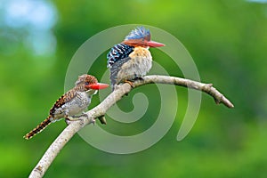 Banded Kingfisher birds