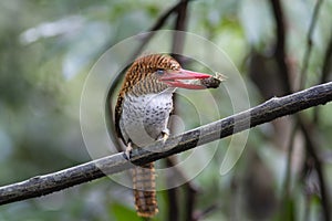 Banded kingfisher female feed her chicks