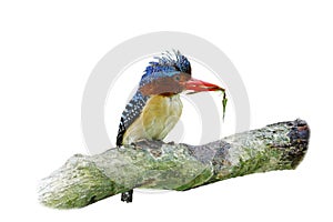 Banded Kingfisher Lacedo pulchella