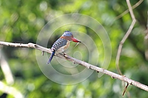 Banded Kingfisher Lacedo pulchella