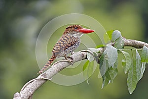 Banded Kingfisher Lacedo pulchella Female Birds of Thailand