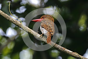 Banded Kingfisher Lacedo pulchella Female Birds of Thailand