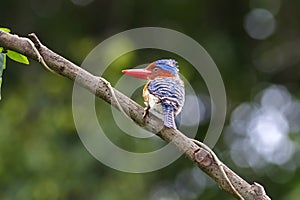 Banded Kingfisher Lacedo pulchella Male