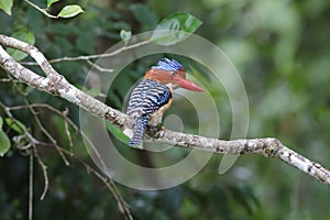 Banded Kingfisher Lacedo pulchella Male Birds of Thailand