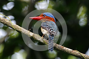 Banded Kingfisher Lacedo pulchella Male Cute Birds of Thailand