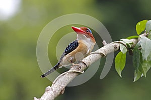 Banded Kingfisher Lacedo pulchella Male Cute Birds of Thailand