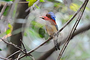 Banded Kingfisher (Male)