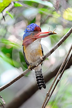 Banded Kingfisher (Male)