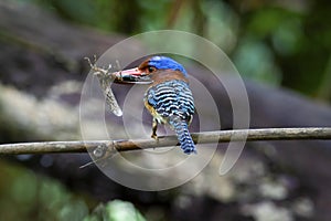 Banded kingfisher male lacedo pulchela on branch