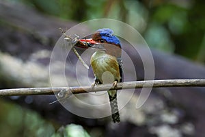 Banded kingfisher male lacedo pulchela on branch