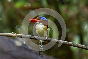 Banded kingfisher male lacedo pulchela on branch