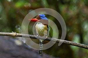 Banded kingfisher male lacedo pulchela on branch