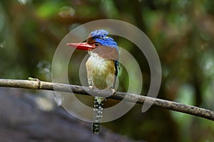 Banded kingfisher male lacedo pulchela on branch