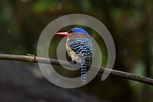 Banded kingfisherlacedo pulchelaon branch