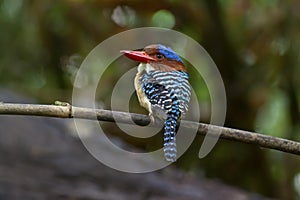 Banded kingfisherlacedo pulchelaon branch