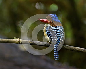 Banded kingfisherlacedo pulchelaon branch