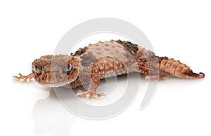 Banded Knob-tailed Gecko