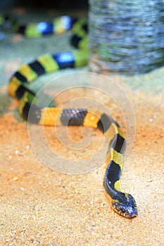 Banded Krait (Bungarus fasciatus)