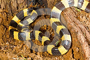 Banded krait, Bungarus fasciatus, Raipur, Chhattisharg