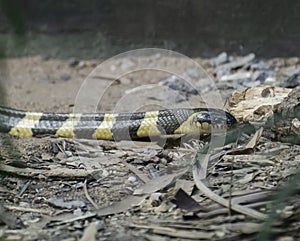 Banded krait Bungarus fasciatus Snake