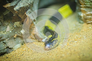 The banded krait (Bungarus fasciatus) is a species of elapid snake found on the Indian Subcontinent and in Southeast Asia. Banded photo