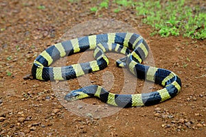 Banded krait on mud, Bungarus fasciatus, Amravati, Maharashtra