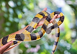 Banded krait snake (Bungarus fasciatus).