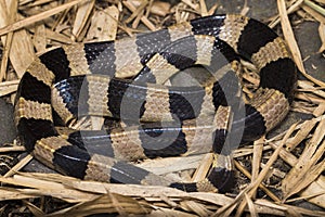 Banded krait snake, Bungarus fasciatus, highly venomous snake in the wild