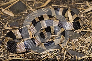 Banded krait snake, Bungarus fasciatus, highly venomous snake in the wild