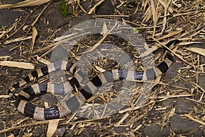 Banded krait snake, Bungarus fasciatus, highly venomous snake in the wild