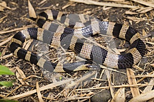 Banded krait snake, Bungarus fasciatus, highly venomous snake in the wild