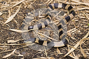 Banded krait snake, Bungarus fasciatus, highly venomous snake in the wild