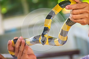 Banded Krait snake on a hand of the expert. The banded krait Bungarus fasciatus is a species of elapid snake found on the Indian