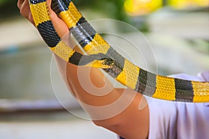 Banded Krait snake on a hand of the expert. The banded krait Bungarus fasciatus is a species of elapid snake found on the Indian