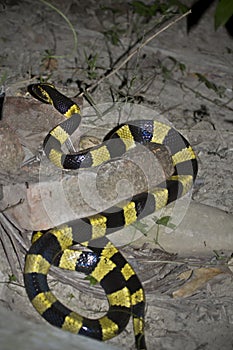 Banded krait snake specie Bungarus fasciatus in Nepal