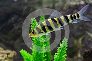 A banded Leporinus against a background of bogwood and plants