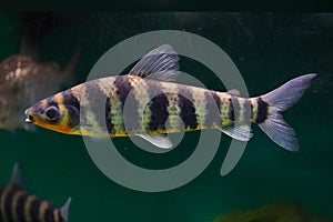 Banded leporinus Leporinus fasciatus