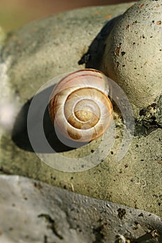 A Banded or Lipped Snail, Cepaea, resting on a garden ornament in springtime.