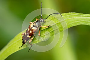 Banded Longhorn Beetle - Typocerus velutinus