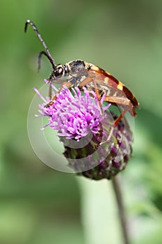 Banded Longhorn Beetle (Typocerus velutinus) on Canada Thistle