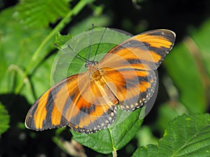 Banded Longwing Butterfly