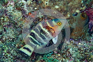 Banded Maori Wrasse Cheilinus fasciatus