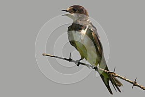 Banded Martin (Riparia cincta)