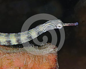 Banded Messmate Pipefish