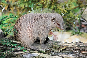 Banded Mongoose