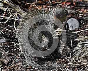 Banded mongoose 11