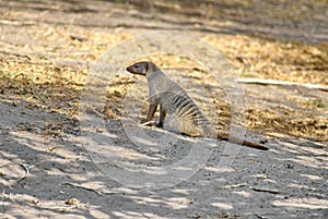 Banded mongoose